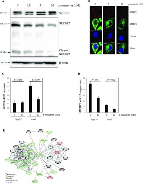 Effect of α mangostin on SREBP inhibition in the HepG2 human