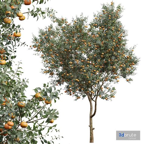 Citrus Dancy Mandarin Tangerine Fruit Tree 3d Model Buy Download 3dbrute