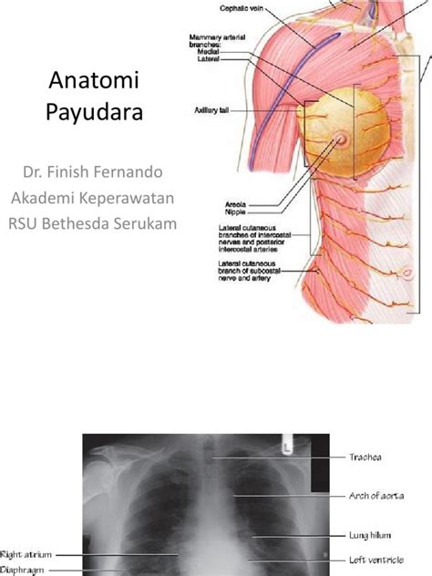 Anatomi Payudara Pdf