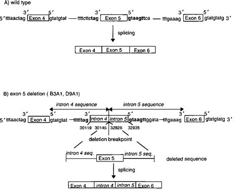 Figure 1 From Characterization Of Hprt Mutations Following 12 Epoxy 3 Butene Exposure Of Human