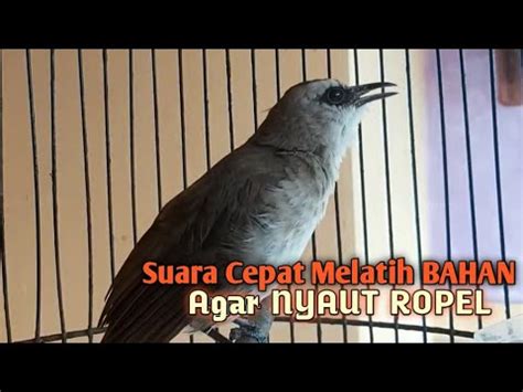 Trucuk Betina Memanggil Jantan Suara Ngalas Ngeriwik Ampuh Jadikan