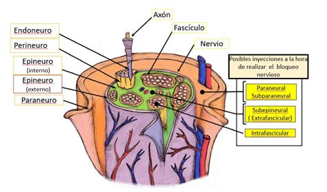 Beneficioso Un Fiel A Pie Anatomia Nervio Periferico Vela Esqueleto