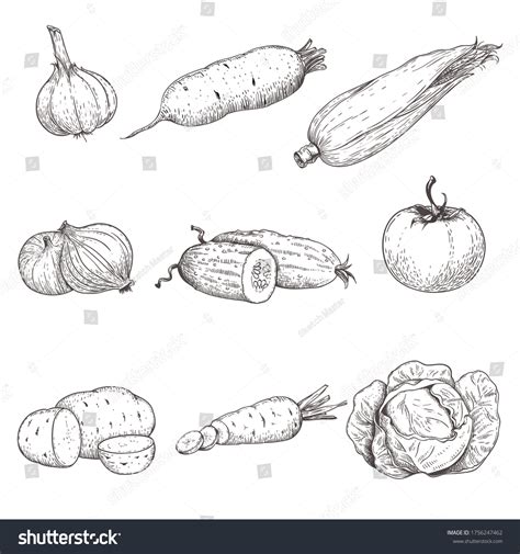 Hand Drawn Sketch Style Vegetables Set Stock Vector Royalty Free