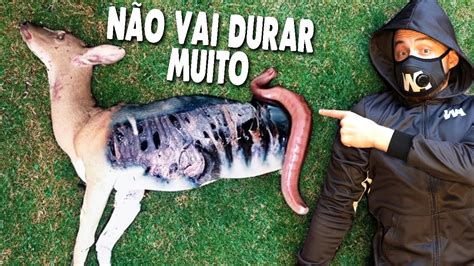 É Por Isso Que Você Nunca Viu Animais Mortos ao Seu Redor YouTube