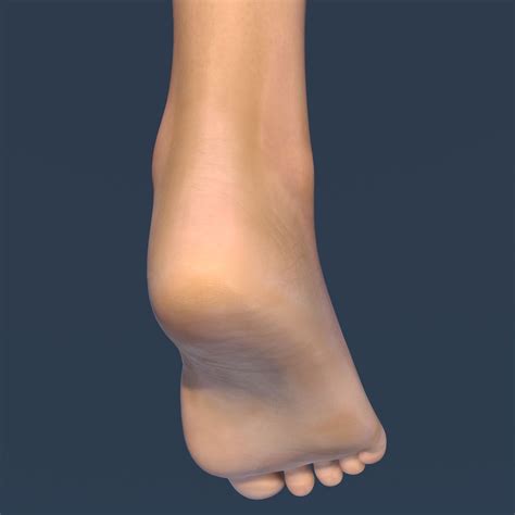 Female Foot 3d Model 34 Ztl Obj Xsi Ma Fbx C4d Max Free3d