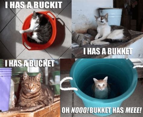 Bucket has the cat now 🙀 : r/Bucketheads