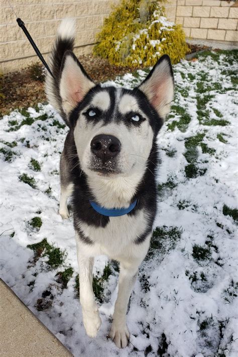 Jefferson County Humane Society and Jefferson County Animal Shelter