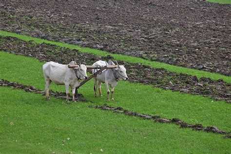 Oxen Plowing Stock Photos, Pictures & Royalty-Free Images - iStock