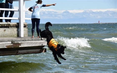 Psi ratownicy w akcji na gdańskich plażach Zaspa24 PL