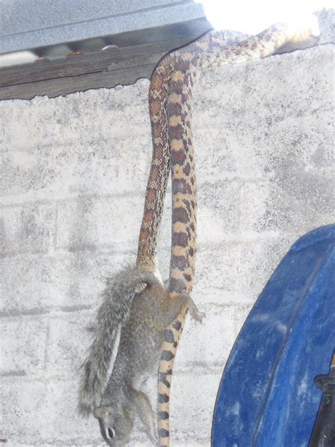 Snake Snack – Angell Expeditions