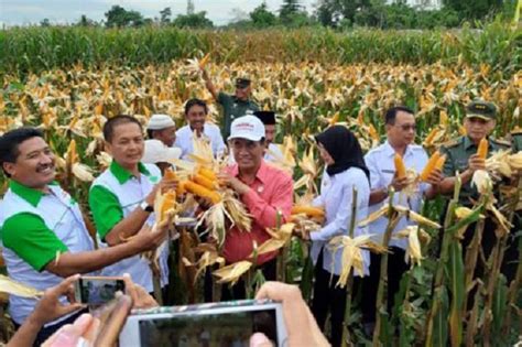 Pengamat Indonesia Sukses Tingkatkan Produktivitas Padi Dan Jagung