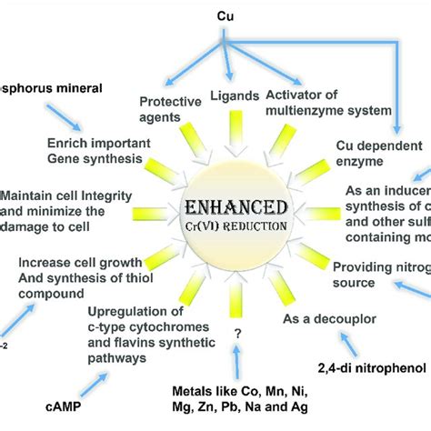 Different Pathways For Accelerated Cr Vi Reduction Using Different