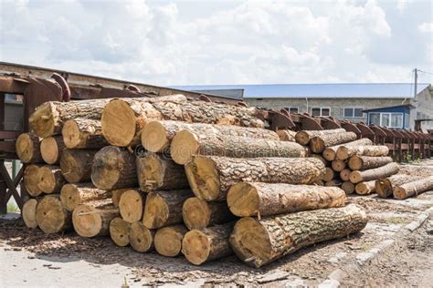 A Pile of Logs Lie on a Forest Platform, a Sawmill. Processing of ...