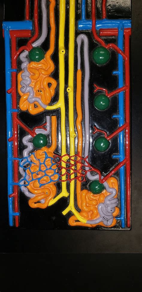 Nephron Pt4 Diagram Quizlet