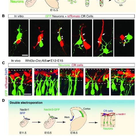 Cdh In Cr Cells Is Required Nonautonomously For Glia Independent Somal