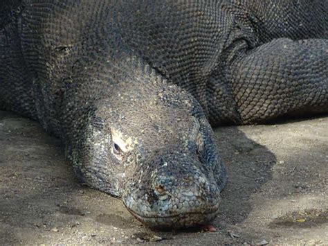 KOMODO ISLAND DRAGON TOUR INDONESIA : DIRECT DESCENDANTS FROM DINOSAURS ...