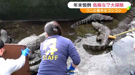 日本一危険な？大掃除 “年末恒例” ワニの背中をゴシゴシと 熱川バナナワニ園 コケのこびりつきに猛暑の影響か静岡（sbs News）｜d