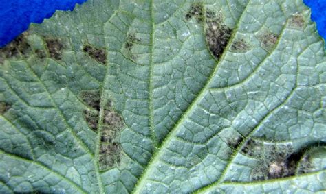 Downy Mildew Of Garden Cucumber And Other Cucurbits Vegetable