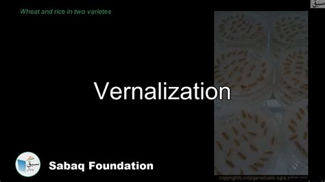 Vernalization Biology Lecture Sabaqpk Youtube