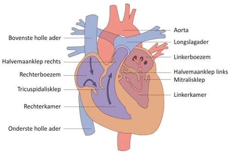 Kaarten Bloedsomploop Quizlet