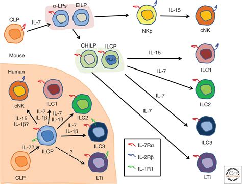 Innate Lymphoid Cells Ilcs Cytokine Hubs Regulating Immunity And