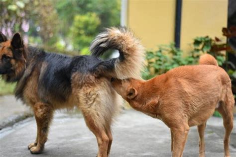 La Explicaci N Del Comportamiento De Apareamiento De Los Perros