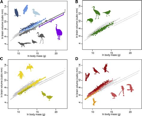 Tempo And Pattern Of Avian Brain Size Evolution Current Biology