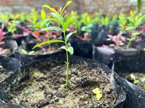 Green Well Drained White Sandalwood Plant For Garden At Rs Piece