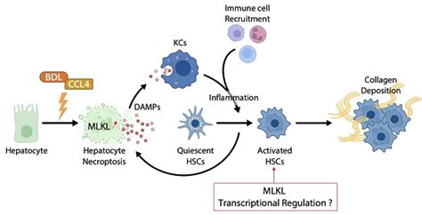 Multiple Functions Of Mlkl In Liver Fibrosis From Necroptosis To