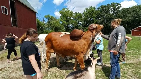 Visit To Sasha Farm Animal Sanctuary July 30 2023 Youtube