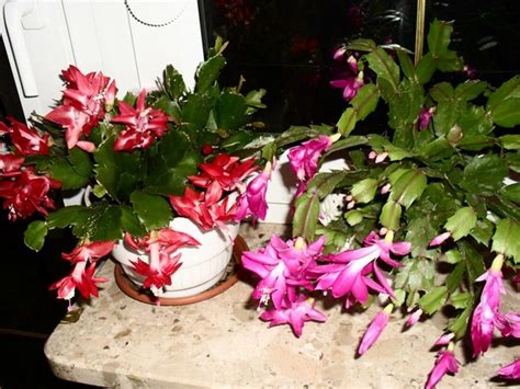 Kaktus Bo Onarodzeniowy Grudnik Zygokaktus Schlumbergera Truncata