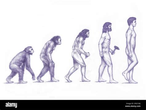 Human evolution chart hi-res stock photography and images - Alamy