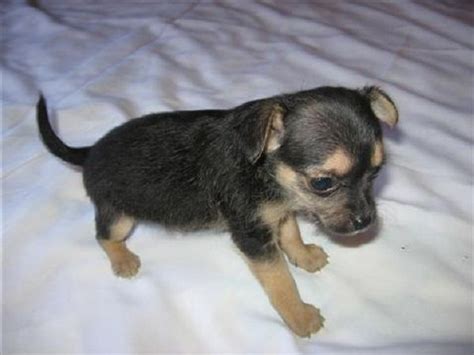 Chihuahua Rat Terrier Mix Puppies - Goimages Box