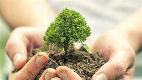 Petition · Petition to plant more trees by enforcing a law · Change.org