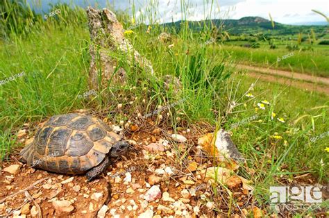 Tortoise in habitat, Stock Photo, Picture And Rights Managed Image. Pic ...