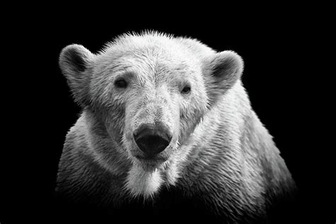 Polar Bear On Black Photograph By © Christian Meermann Fine Art America