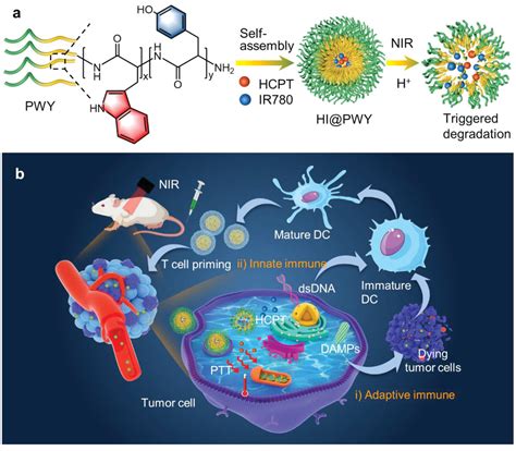 Supramolecular Polypeptide Self Assembly Mediated In Situ Elicitation