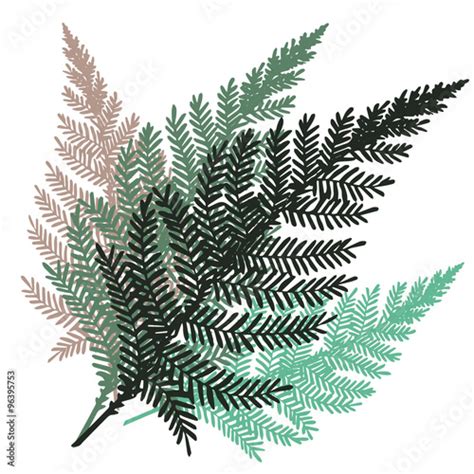 Vector Fern Set Hand Drawn Botanical Illustration Stock Image And