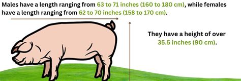 Landrace Pig – A Good Pig Breed For Commercial Farming – FarmerDB