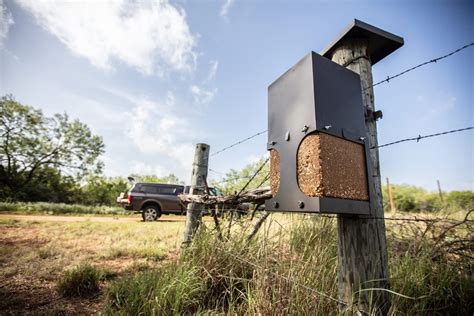 Atrayentes SEMILLAS Para AVES Mejores OPCIONES