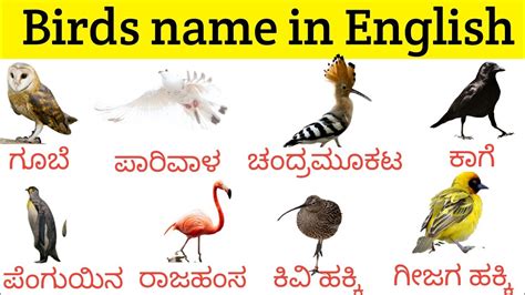 Birds name in english to kannada ಪಕಷಗಳ ಹಸರ in English with