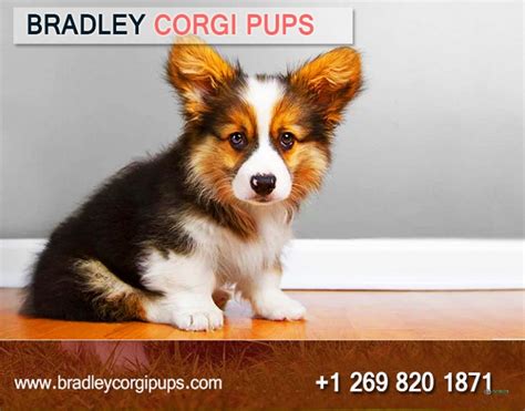 Corgi Puppies For Adoption | Buy Corgi Dog - Bradley Corgi Pups - OOrgin