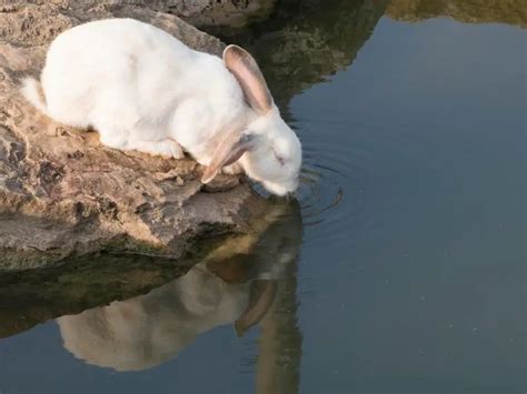 How Do Rabbits Drink Water? Rabbit Guide 2024 - Rabbit Insider