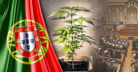 De Wettelijke Status Van Cannabis In Portugal Een Overzicht