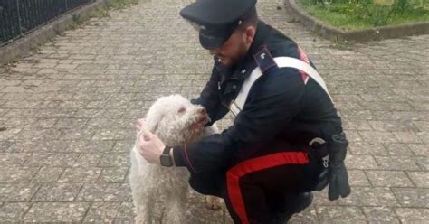 Lo Hanno Rubato Alla Vigilia Di Natale Ora Il Cane Tornato La