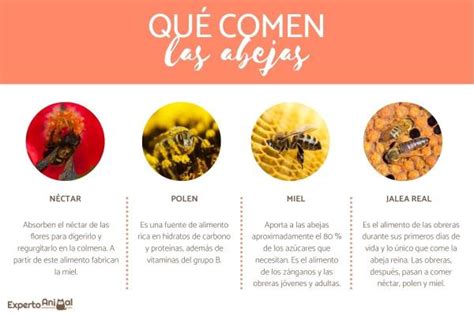 Espectro Generalizar Promesa Informaci N Acerca De Las Abejas Reforma