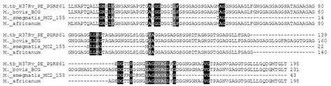 Schematic Representation Of The Multiple Sequence Alignment Using