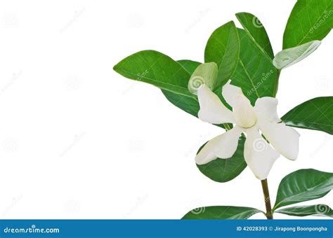 Flor De La Gardenia O Jazm N De Cabo Blanca Jasminoides De La Gardenia