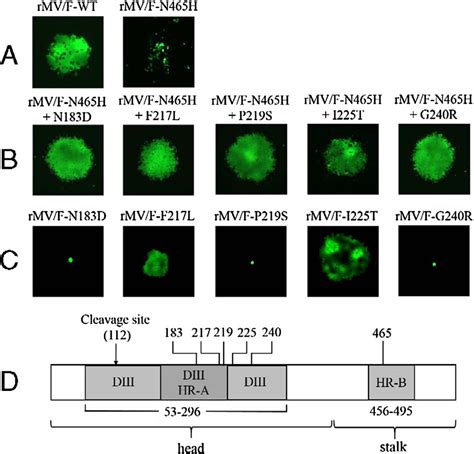 Intramolecular Complementation Of Measles Virus Fusion Protein