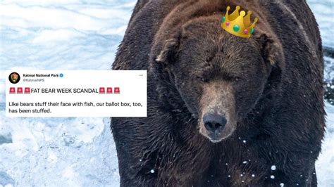 Fat Bear Week Winner Crowned After A Spicy Voting Fraud Scandal